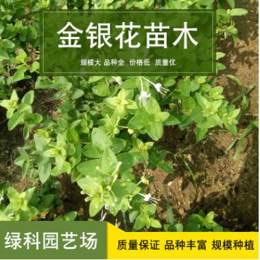 金银花苗木绿科园艺树形苗木盆景盆栽藤本植物木质树状四季金银花图3