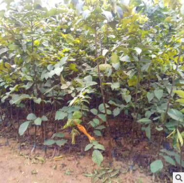 核桃树苗厂家批发香玲核桃苗根系强大规格齐全核桃苗木图2