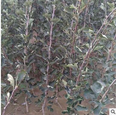 山楂树苗基地现挖现卖抗旱抗寒成活率高专业批发图2