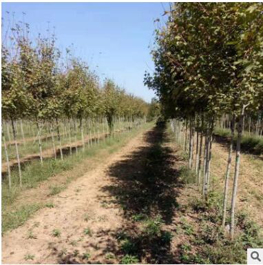 厂家直销绿化苗木美国红枫树苗庭院小区日本红枫三季红红枫小苗图2