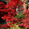 红枫树苗日本红枫美国红枫 中国红四季红庭院绿化红枫红舞姬盆栽