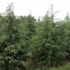 春花秋实种植 雪松