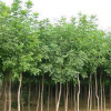 白蜡基地 低价出售 白蜡树 小苗批发 规格齐全 量大优惠