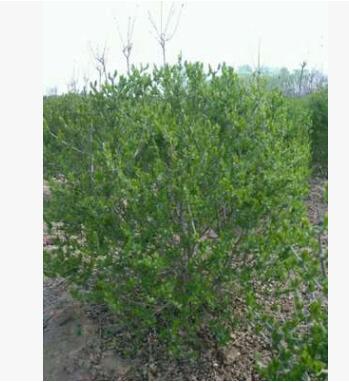 产地直销 绿化苗木小叶女贞球 水蜡球80-1米 耐寒灌木绿植批发图3