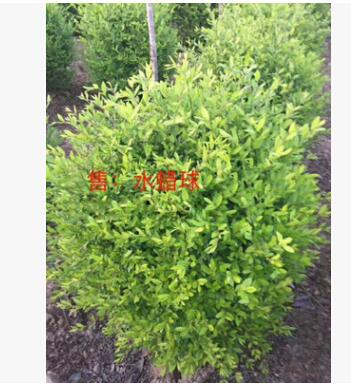 产地直销 绿化苗木小叶女贞球 水蜡球80-1米 耐寒灌木绿植批发图2