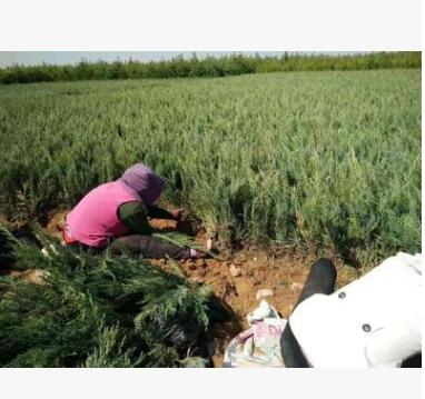 营养钵地被绿化苗木 工程用苗 铺地柏苗 沙地柏苗木园林绿化图2