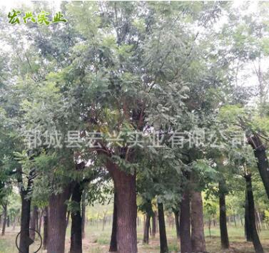 厂家直销土球老国槐 绿化苗木批发土球老国槐图3