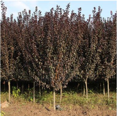 基地批发优质紫叶李树 园林绿化花木行道风景树紫叶李小树品种全图2