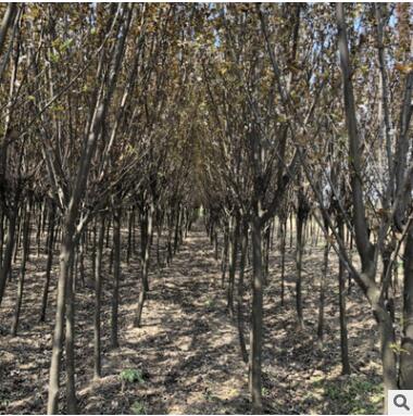 基地批发优质紫叶李树 园林绿化花木行道风景树紫叶李小树品种全图3