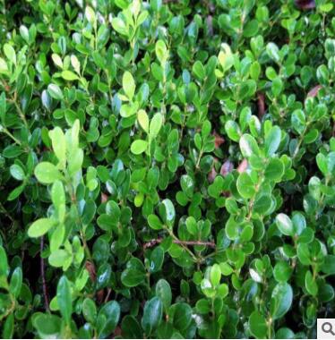 直销 瓜子黄杨 小叶黄杨 规格齐全 绿化工程苗 瓜子黄杨球图2