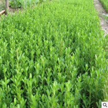 直销 瓜子黄杨 小叶黄杨 规格齐全 绿化工程苗 瓜子黄杨球图3