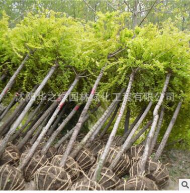 批发园林工程苗木 黄金槐小苗 公园绿化速生槐树 金枝国槐图2