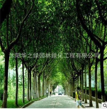 基地批发法桐苗工程绿化法桐小苗园林绿化法桐规格全量大图3