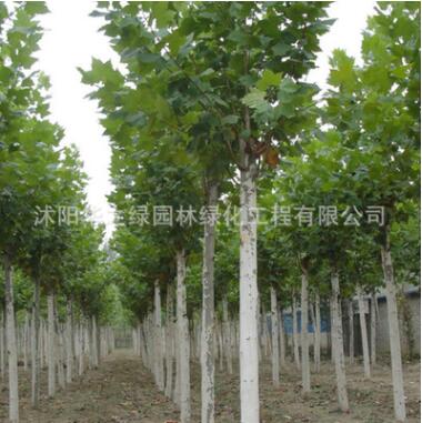 基地批发法桐苗工程绿化法桐小苗园林绿化法桐规格全量大图2