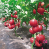批发番茄种子 西红柿种子 蔬果种子 品种多