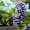 蓝莓苗批发 盆栽果树苗兔眼地栽庭院种植当年结果养目水果