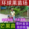 供应台农一号芒果苗（环球果苗种植场-15207770444-黄忠俊）