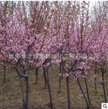 基地批发园林工程绿化苗木美人梅小苗 观花植物美人梅树苗 规格全图2