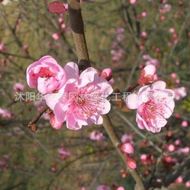 基地批发园林工程绿化苗木美人梅小苗 观花植物美人梅树苗 规格全图3