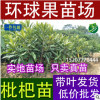 低价批发果树 果树苗 大量供应枇杷苗 大五星枇杷苗 品种纯正