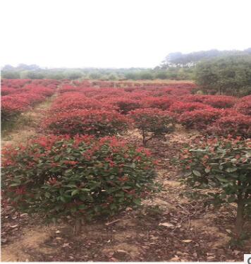 基地直销 红叶石楠球、红叶石楠树、红叶石楠小树图2