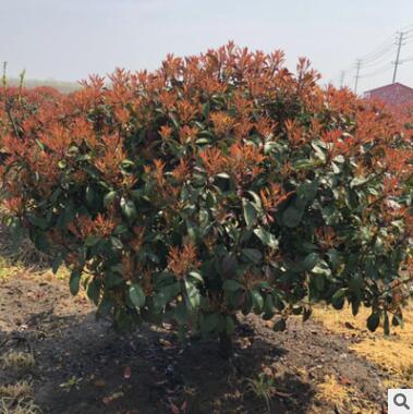 基地直销 红叶石楠球、红叶石楠树、红叶石楠小树图3