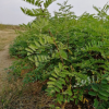 山东苗圃出售刺槐 木材富弹性耐水湿种仁含淀粉刺槐树 量大优惠