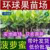 红肉菠萝蜜苗树苗包邮马来西亚一号木菠萝树苗嫁接苗盆栽当年结果
