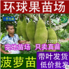 常年供应果树 果树苗 菠萝蜜 正宗马来西 一年多次开花结果