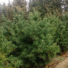长期种植华山松 规格全根系发达易成活可现场看苗起苗 华山松