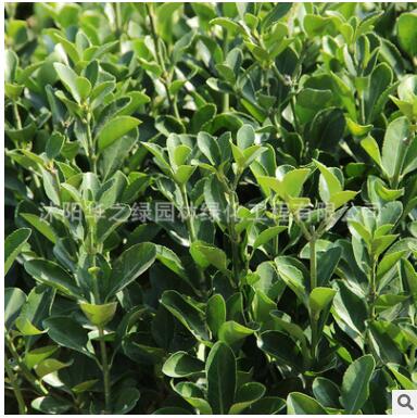基地直销工程绿化树木冬青优质黄杨绿篱植物金边冬青 金边黄杨图2