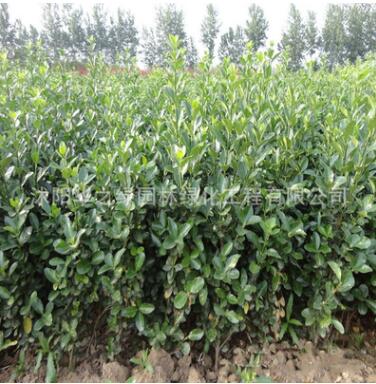 基地直销工程绿化树木冬青优质黄杨绿篱植物金边冬青 金边黄杨图3