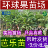 批发西瓜芭乐苗、新品种红宝石芭乐 珍珠番石榴苗 番石榴果树苗