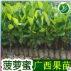 正宗马来西亚四季菠萝蜜树苗 嫁接红肉菠萝蜜苗果树苗木菠萝蜜苗