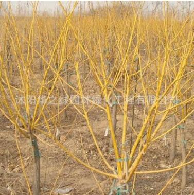 批发园林工程苗木 黄金槐小苗 公园绿化速生槐树 金枝国槐图3