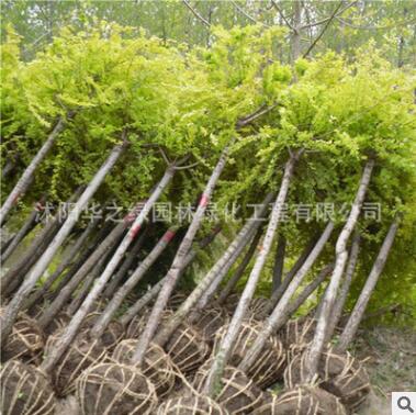 批发园林工程苗木 黄金槐小苗 公园绿化速生槐树 金枝国槐图2