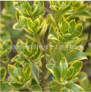 基地批发工程绿化苗金边黄杨 金边黄杨小苗 四季常青金边黄杨图2