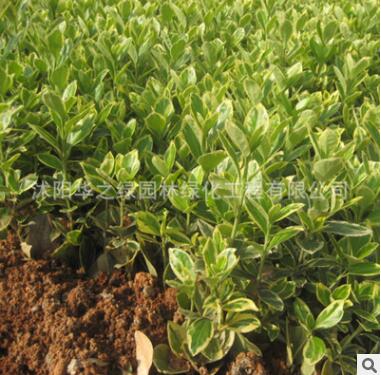 基地批发工程绿化苗金边黄杨 金边黄杨小苗 四季常青金边黄杨图3