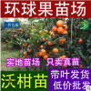 批发皇帝苗 沃柑苗 茂谷柑苗 沙糖桔苗 四会柑苗 黄金柑果树苗