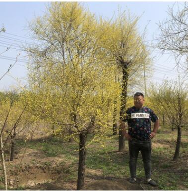 基地直销 出售中华金叶榆 黄金榆苗 金叶榆苗 金叶垂榆图3