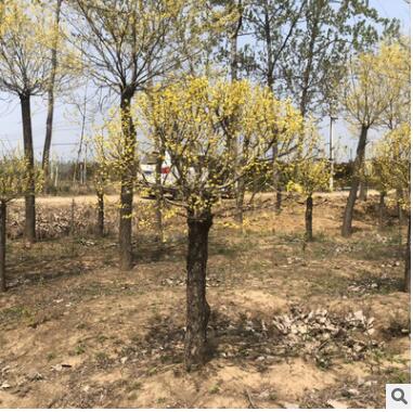 基地直销 出售中华金叶榆 黄金榆苗 金叶榆苗 金叶垂榆图2