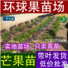 供应四季蜜芒果苗 100%纯正四季蜜芒品种 蜜芒苗 广西环球果苗场