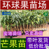 低价批发金煌芒果苗 大量供应金煌芒果苗 优良品种金煌芒果树苗