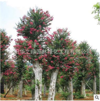 基地供应园林观花植物紫薇小木红花紫薇 紫薇树木 规格全工程绿化图2