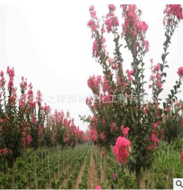 基地供应园林观花植物紫薇小木红花紫薇 紫薇树木 规格全工程绿化图3