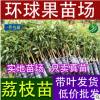 供应三月红荔枝果苗，三月红，灵山荔枝，出售三月红荔枝果苗品种