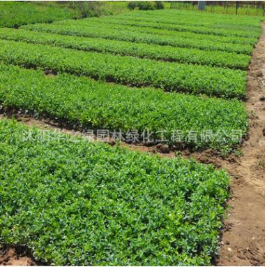 批发供应优质大叶黄杨 四季常青大叶黄杨工程绿化用苗黄杨小苗图2