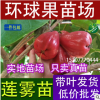 惠州环球果苗场低价批发黑珍珠 飞弹莲雾 品种纯正 15207770444