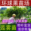 红宝石莲雾 莲雾苗 台湾莲雾 海南莲雾 红宝石莲雾品种 果树苗木