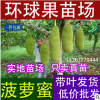 【泰国红肉菠萝蜜苗】红肉树菠萝苗 正宗品种 菠萝蜜 高产好口感